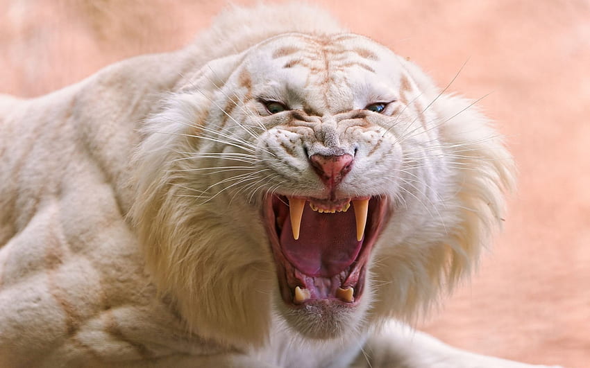 Angry White Tiger, teeth, angry, white, tiger HD wallpaper