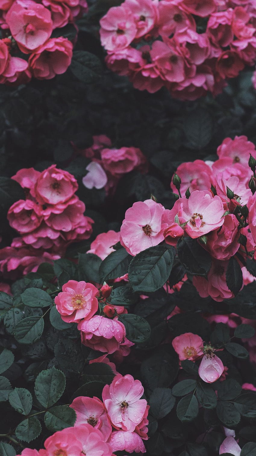 Wild Rose, Rose, Bush, Blossom Iphone 8 7 6s 6 For Parallax Background, Flower Bush HD phone wallpaper