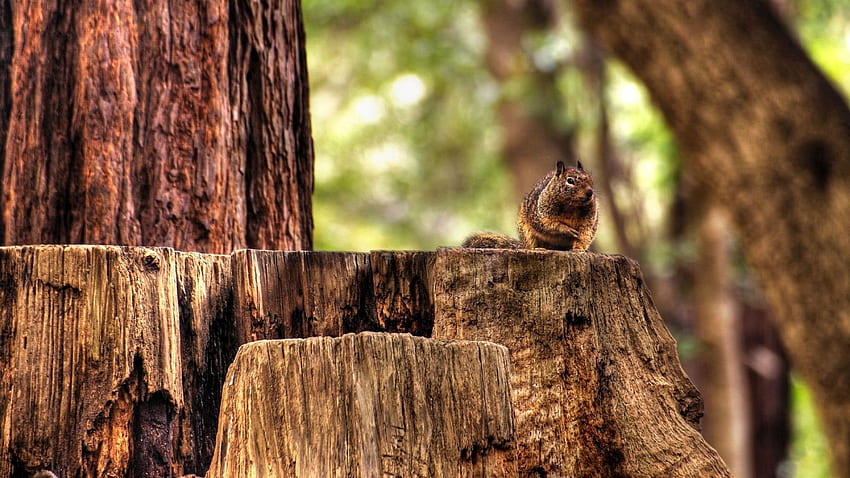 Tiere, Eichhörnchen, sitzen, Wald, Tier, Hanf HD-Hintergrundbild