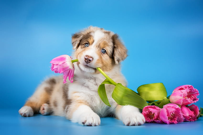 A pink tulip for you, australian shepherd, anna vilkhovaia, caine, dog, blue, tulip, cute, puppy, pink, flower, paw HD wallpaper