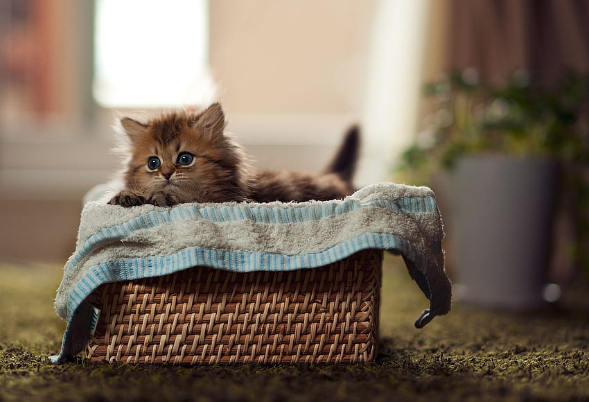 Animals, Fluffy, Kitty, Kitten, Basket, Material HD wallpaper