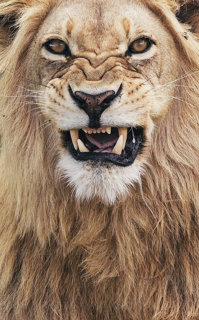 Portrait Of Gnarling Lion This High Resolution Stock By Urs Siedentop & Co From Stocksy United. Wild Lion, Lion graphy, Cute Lion, 6 Lion HD phone wallpaper