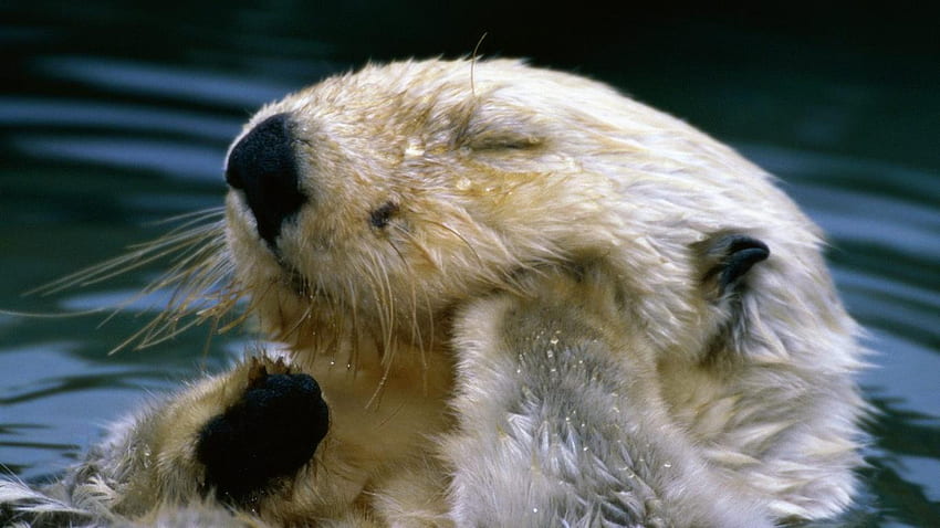 Sea Otter HD wallpaper