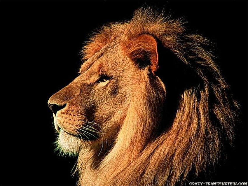Cesur Aslan Aslan paketi 3. Yahuda aslanı, Aslan ve kuzu HD duvar kağıdı