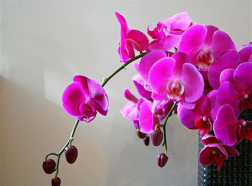 Flowers, Bright, Branch, Vase, Orchids HD wallpaper