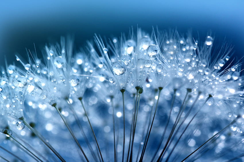 Blue, drops, Dandelion, fluffy flower, macro HD wallpaper