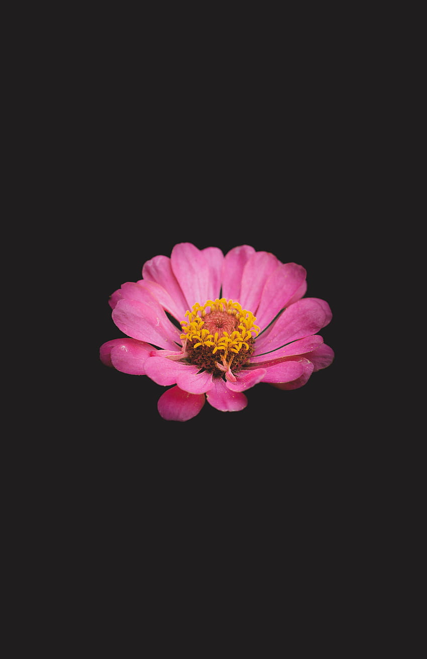 花, ピンク, 花, ミニマリズム, ジニア HD電話の壁紙