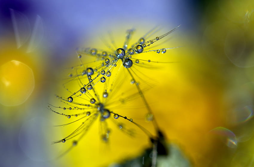 Dandelion, water drops, close up, blur HD wallpaper