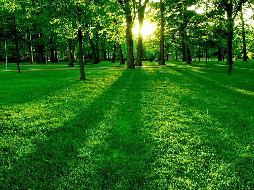 GreenPark, 녹색, 풍경, 나무, 잎, 자연, 잔디, 태양 HD 월페이퍼