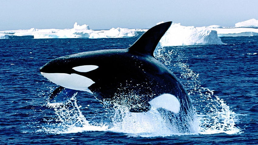 Whale. Animals for Android, Marine Animal HD wallpaper