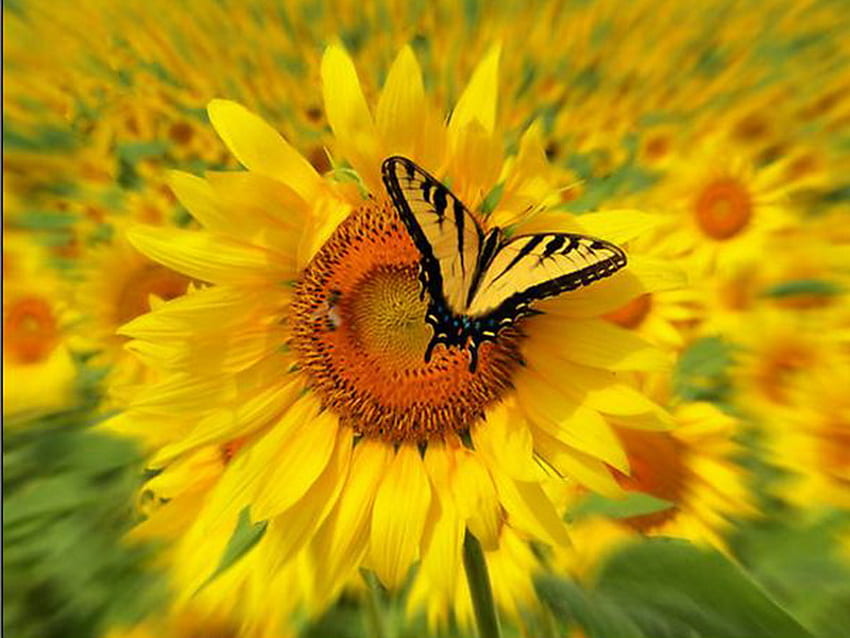 Sonnenblumenlandung, sonniger, westlicher Tigerschwalbenschwanz, Sonnenblumen, Feld, gelb und schwarz HD-Hintergrundbild