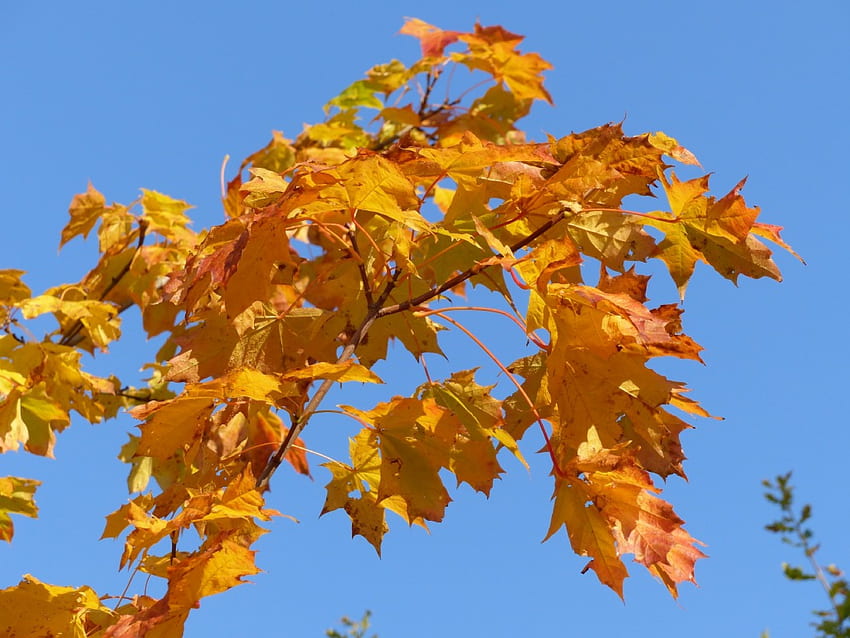 Maple Leaf, blue, color, maple, autumn, leaf, sky, tree HD wallpaper