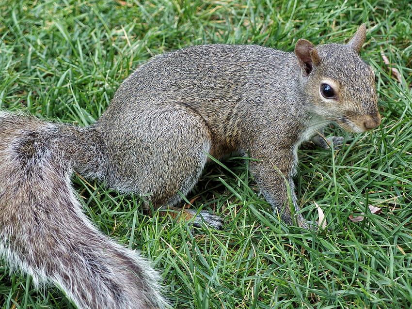 Animals, Squirrel, Grass, Tail HD wallpaper