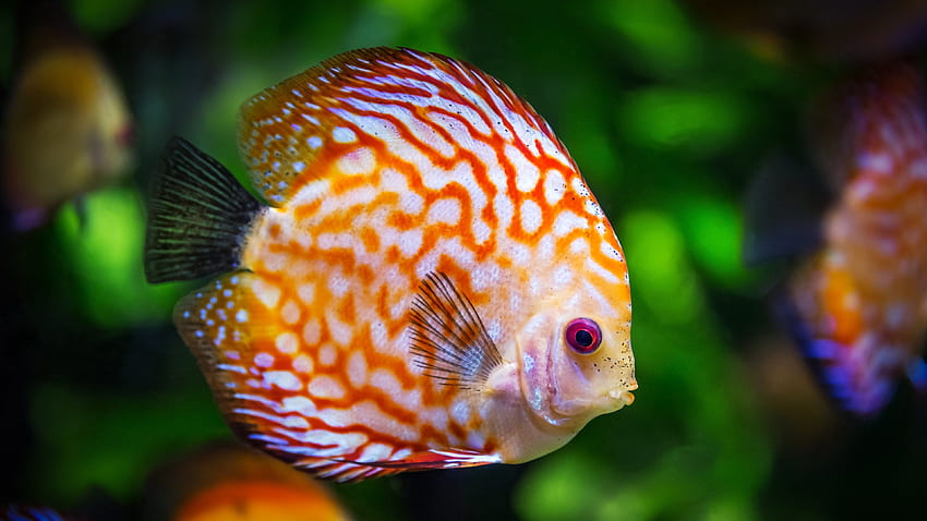 Discus Fish Underwater - Mobile & Background HD wallpaper