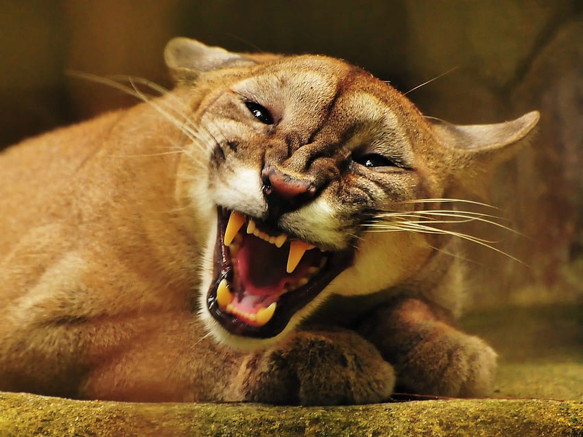 Cougar, Puma Animal HD wallpaper