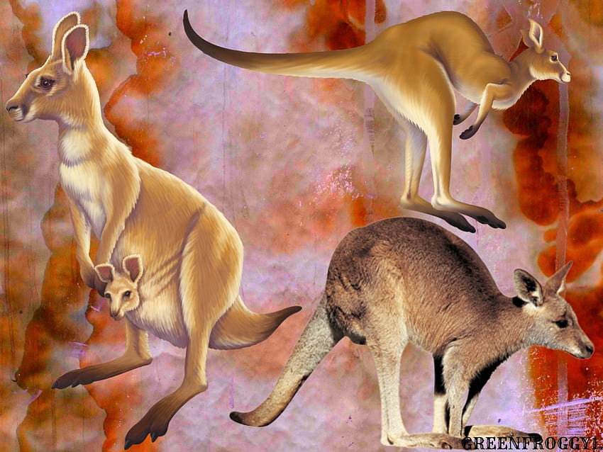 カンガルー、動物、かわいい、4 高画質の壁紙