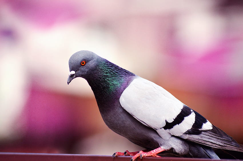Tiere, Vogel, Farbe, Taube HD-Hintergrundbild