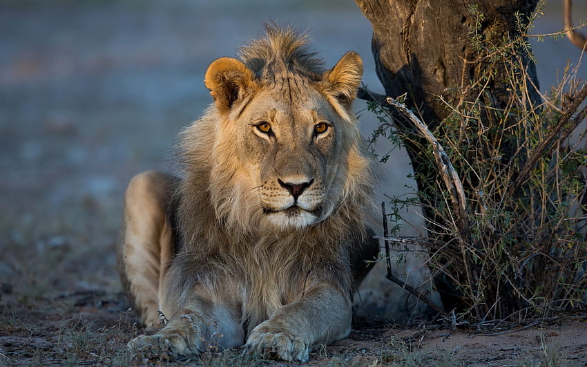 The Leader, wildlife, resting, cat, lion, predator HD wallpaper