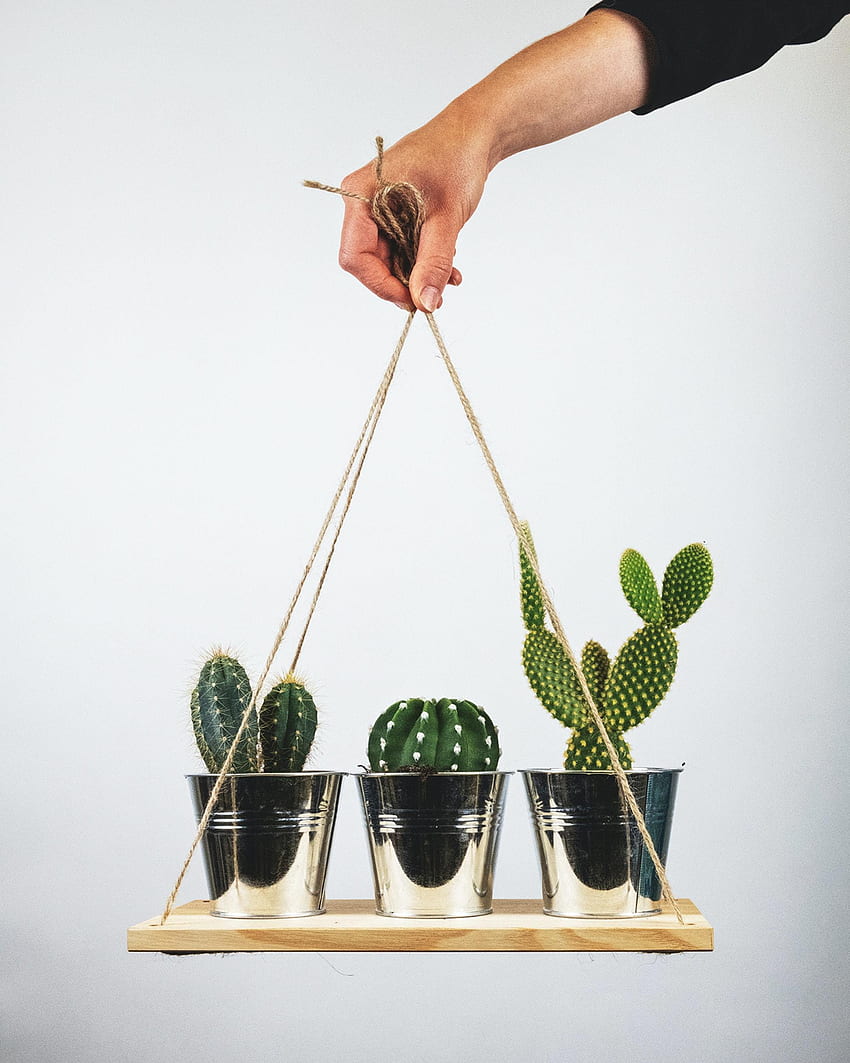 Cactuses, Hand, , , Room, Indoor Plant, Houseplant HD phone wallpaper