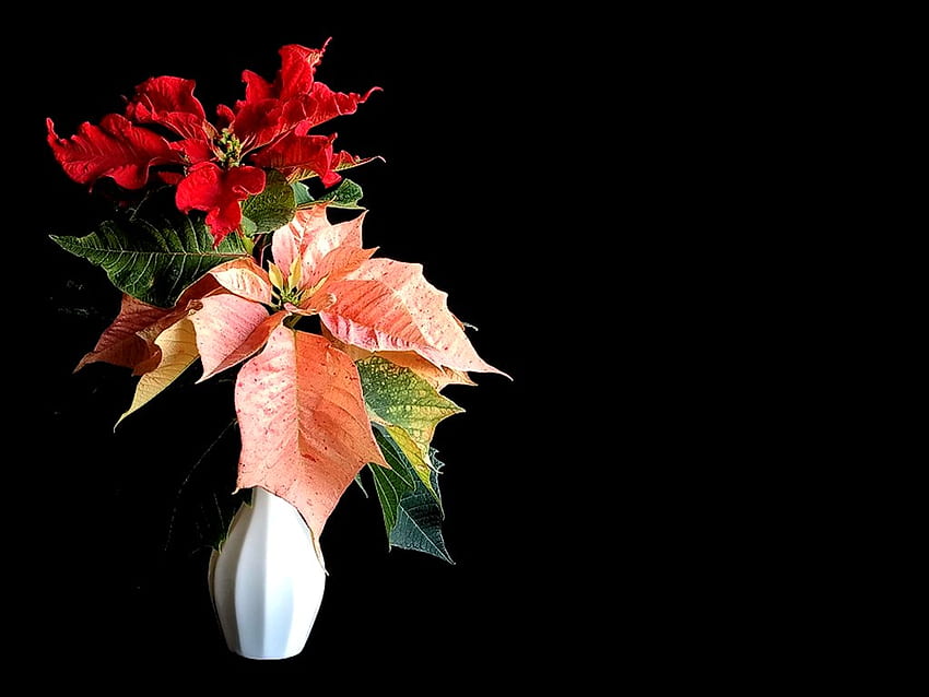 Poinsettia bouquet, holiday, poinsettia, flower, christmas, ornament, wreath HD wallpaper