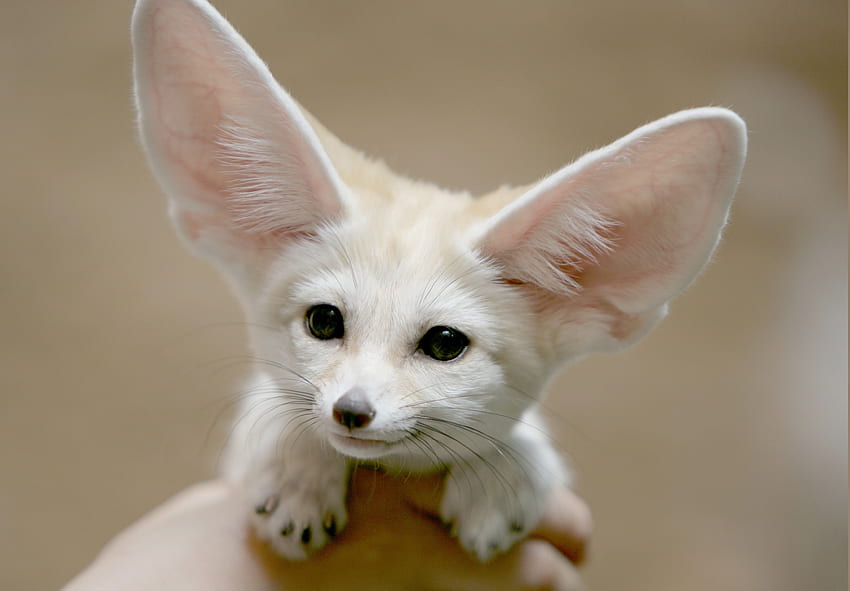 Fennec Background. Fennec Fox Lazy HD wallpaper