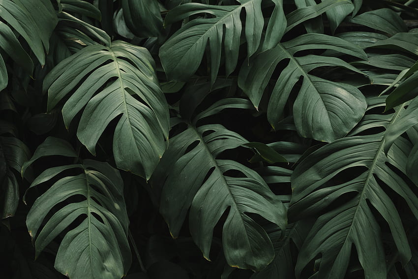 Folha, grande e verde, flora papel de parede HD