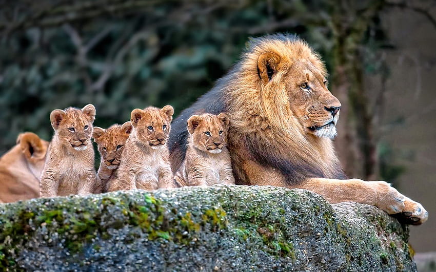 Löwe, Natur, Tiere, Tierbabys / und mobiler Hintergrund, Tierfamilie HD-Hintergrundbild
