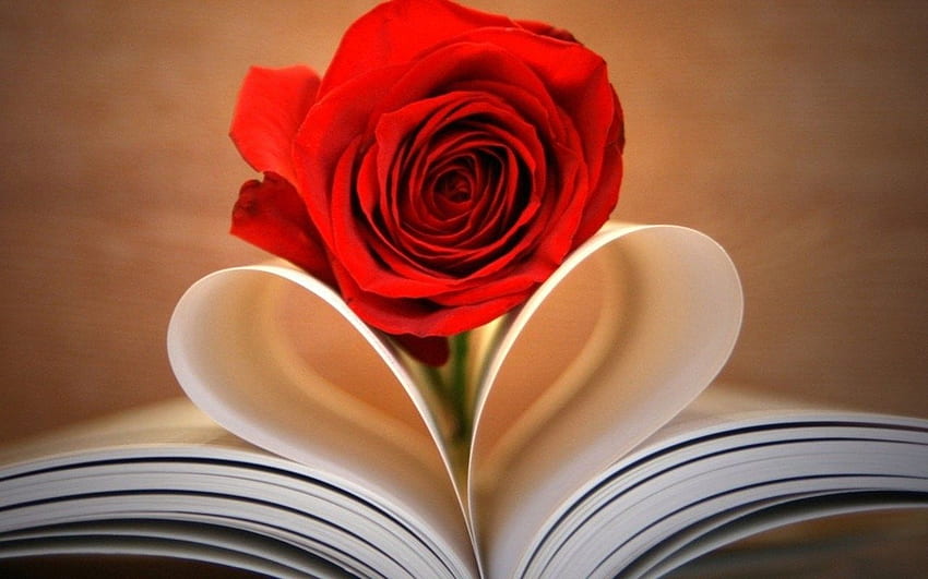Flowers: Book Word Heart Flower Red Love Rose Bible, Books and Rose HD wallpaper