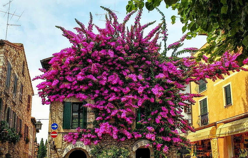 flowers, nature, building, home, Italy, Italy, nature, flowers, Flowering, Lombardia, Lombardy, Lombardy, Sirmione, Sirmione, flowering, Bougainvillea for , section город HD wallpaper