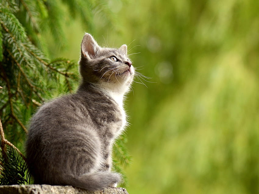 Cute Kitten, animal, branch, kitten, spruce, pane needles, cat HD wallpaper