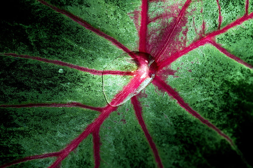 Yaprak ve damla, damarlar, yakın çekim HD duvar kağıdı