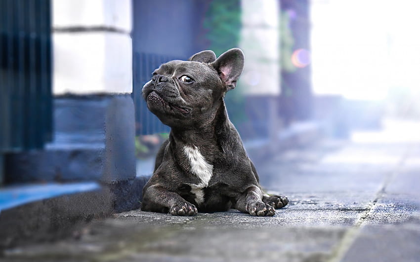bulldog francés, perrito divertido, bulldog gris, mascotas, perros con resolución. Monitor doble para perros de alta calidad fondo de pantalla