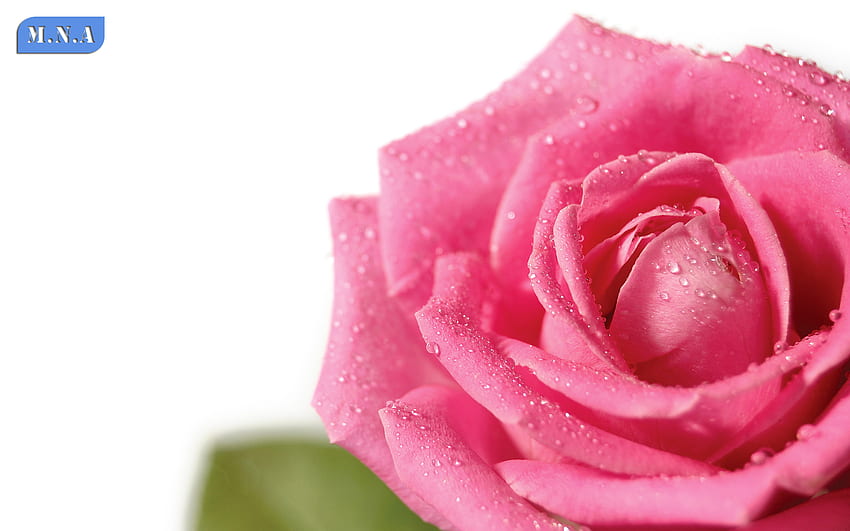 Fresh Pink Rose, rosa, rosa, flor, cores, flores, orvalho, fresco, natureza papel de parede HD