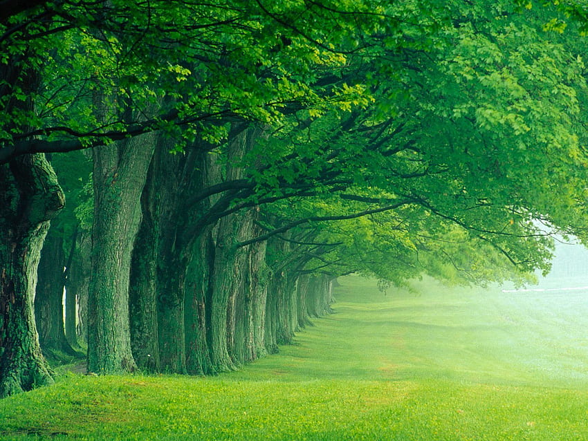 ป่าและพื้นหลัง ป่าสีเขียว วอลล์เปเปอร์ HD