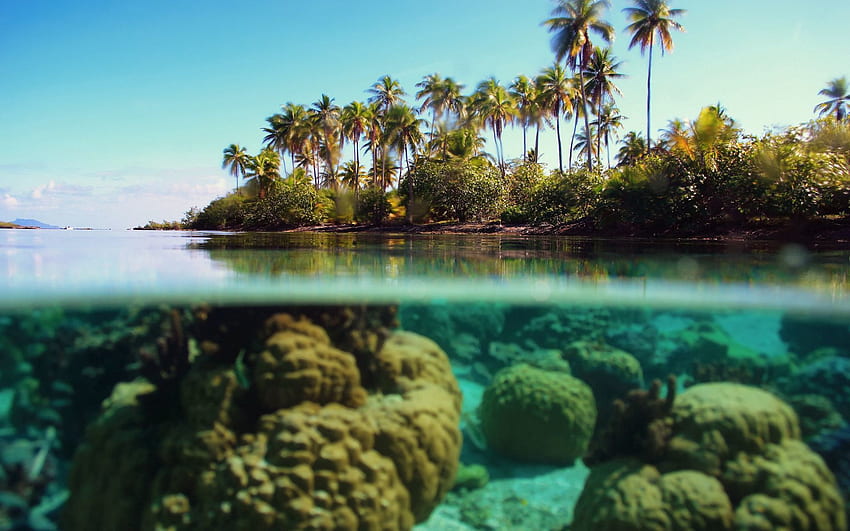 Natura, palme, corallo, isola, scogliere, sott'acqua, sott'acqua, azzurro Sfondo HD