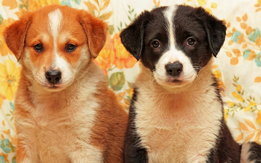 Puppies, dog, animal, white, black, cute, orange, puppy, couple, caine HD wallpaper