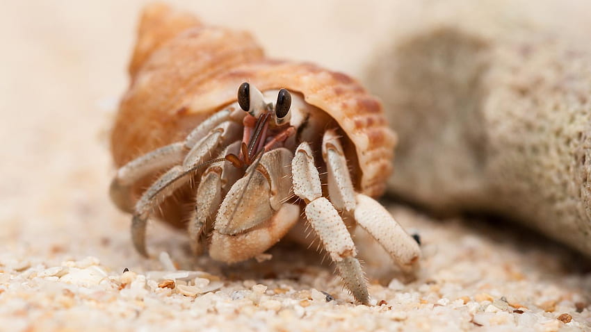 Hermit Crab , Background t HD wallpaper