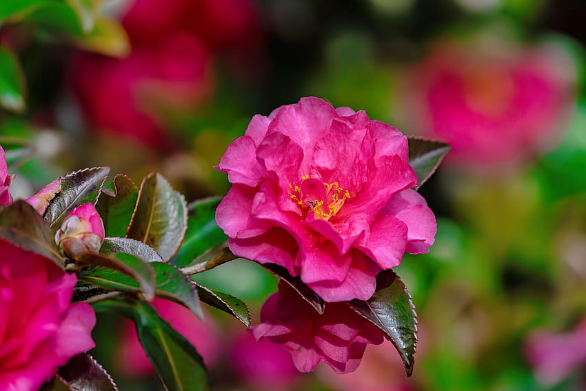Camelia flower, pink, leaves, flower, garden, beautiful, scent, camelia, fragrance, rose HD wallpaper
