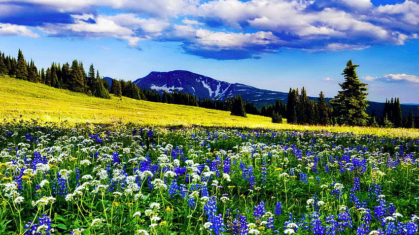 Mountain Meadow, primavera, flores, colinas, nubes, paisaje, árboles, cielo fondo de pantalla