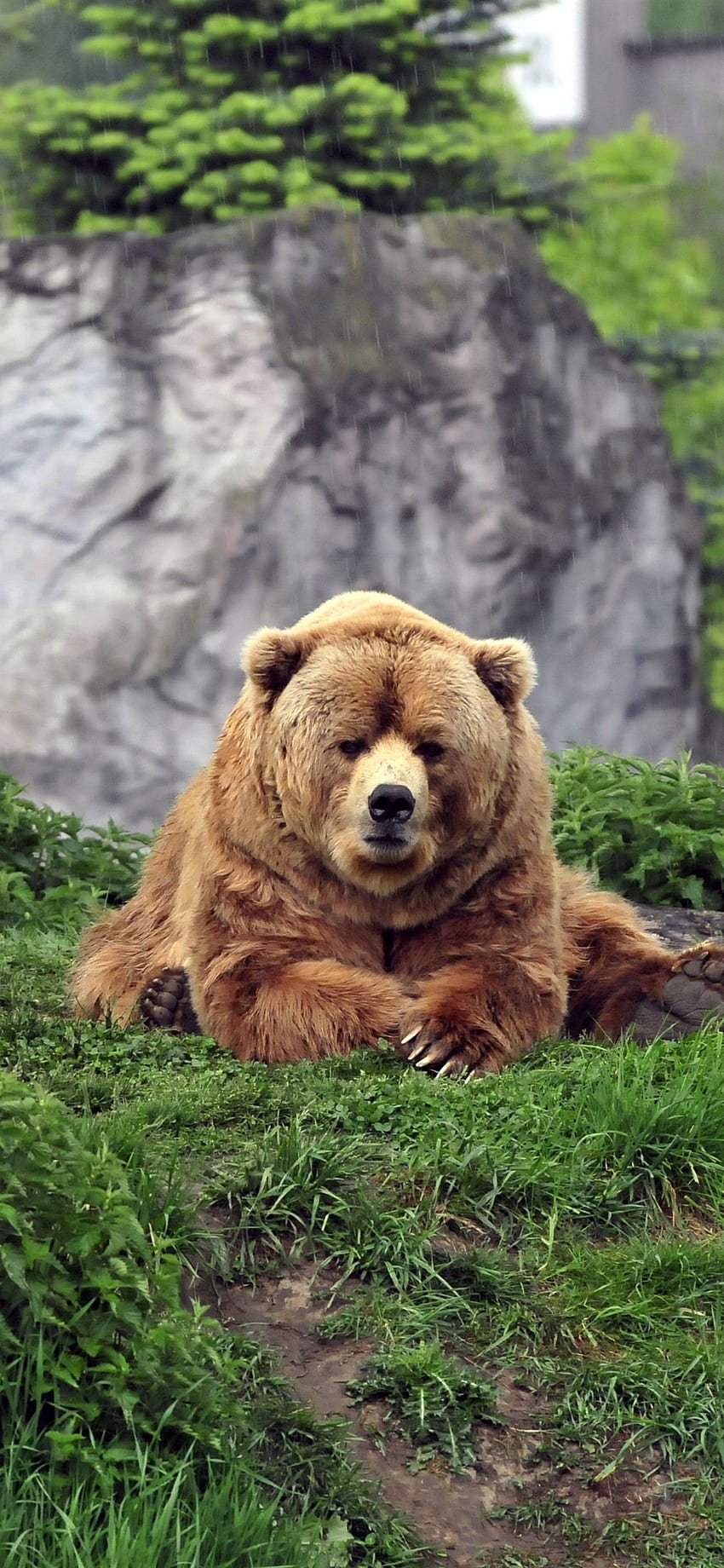 iPhone Brown Bear Duduk, Kodiak Bear wallpaper ponsel HD
