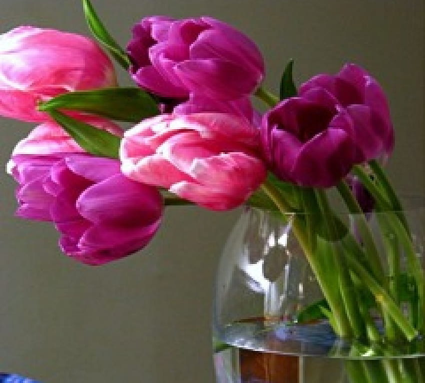 ดอกทิวลิปที่สวยงามสำหรับ Fireangls4 สีสัน ธรรมชาติ แจกัน สวย ดอกทิวลิป ฤดูใบไม้ผลิ ความงาม สีม่วง ชมพู กลีบ แก้ว ธรรมชาติ ดอกไม้ น้ำ วอลล์เปเปอร์ HD