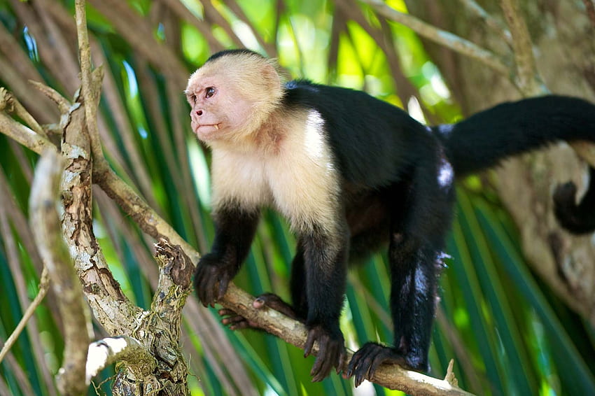Capuchin Monyet, capuchin, monyet, primata, kera Wallpaper HD
