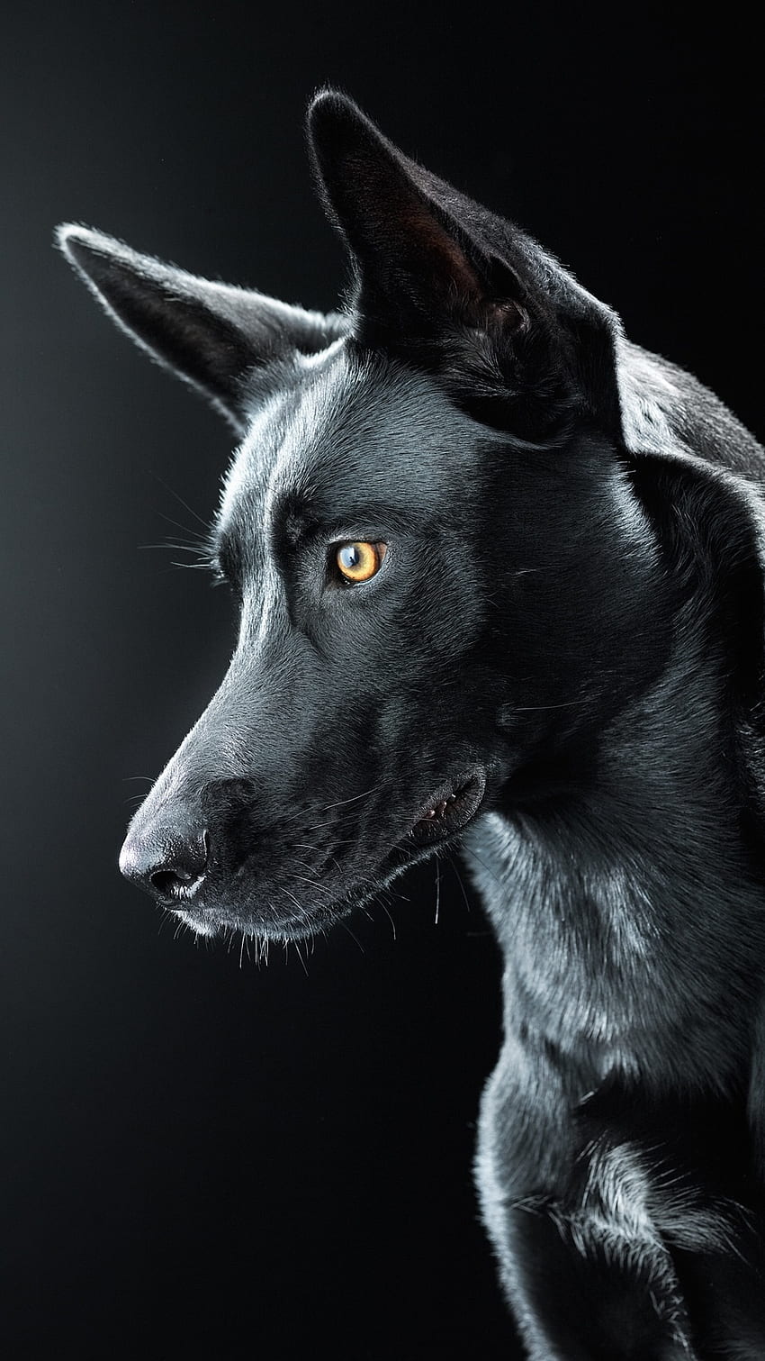 Schwarzer Hund, schwarze Hunderasse HD-Handy-Hintergrundbild