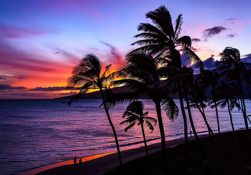 Tramonto hawaiano, colorato, palme, mare, tropici, costa, tropicale, paradiso, bellissimo, spiaggia, estate, vento, Hawaii, cielo, sera, tramonto, oceano Sfondo HD