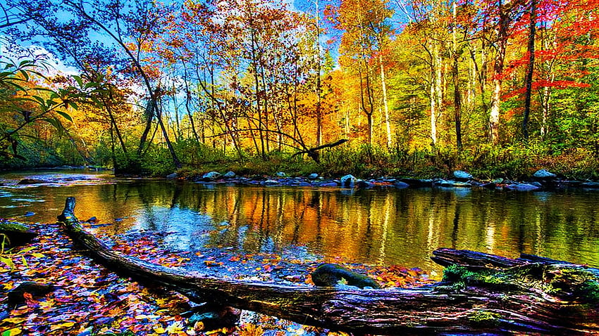 Hazel Creek, Great Smoky Mountains, North Carolina, fall, trees, colors ...