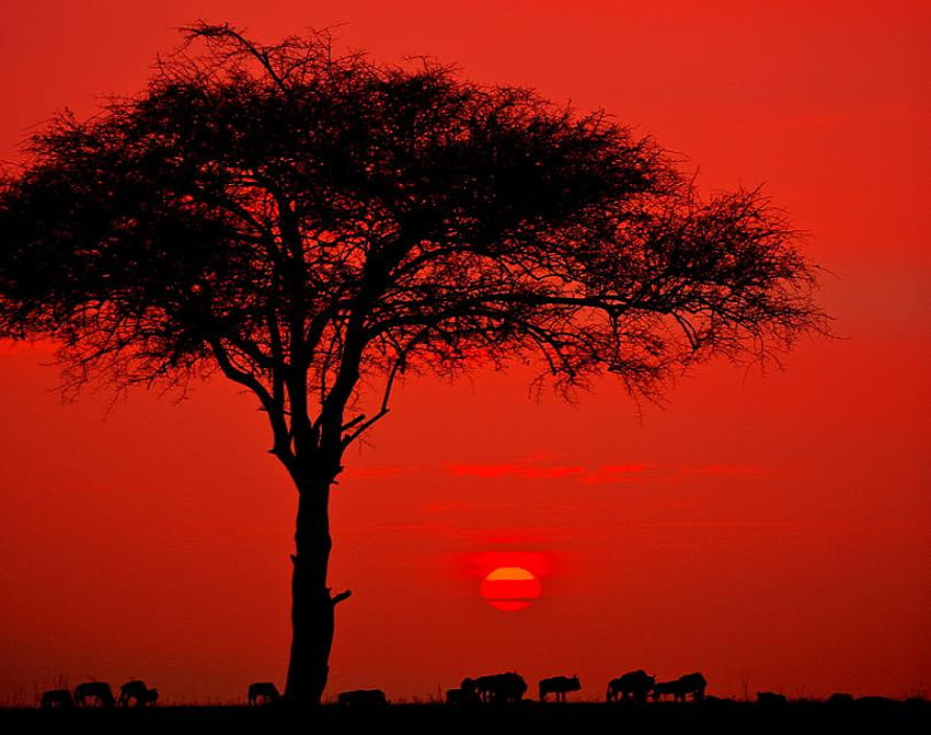 noche africana, noche, áfrica, animales pastando, rojo, sol, árbol fondo de pantalla
