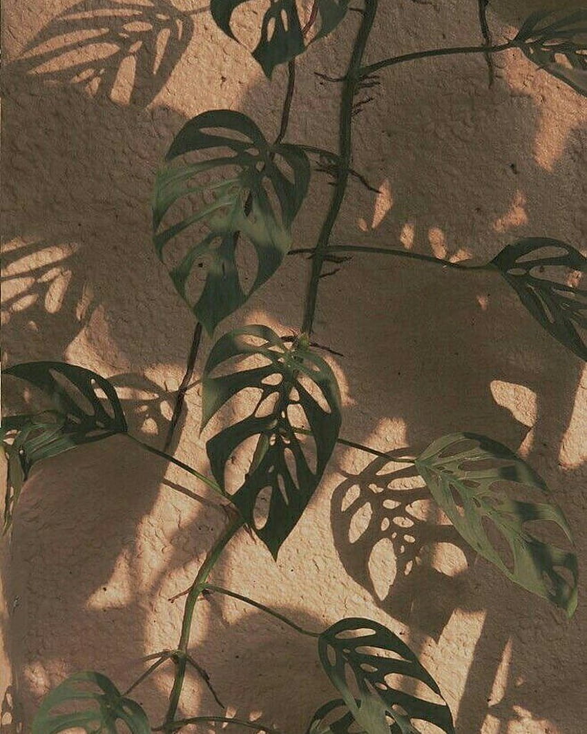 Free download aesthetic plant iphone wallpaper Cute desktop wallpaper  Simple 736x1074 for your Desktop Mobile  Tablet  Explore 28 Simple Plant  Aesthetic Wallpapers  Tropical Plant Wallpaper Plant Background Plant  Wallpaper