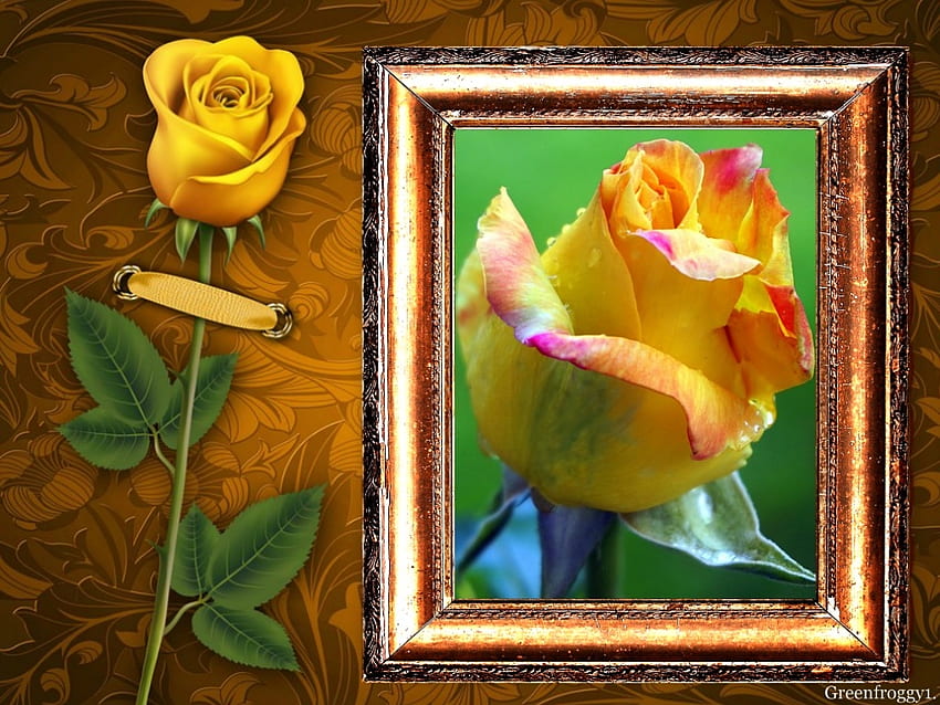 YELLOW ROSE, ROSE, YELLOW, FRAMED HD wallpaper