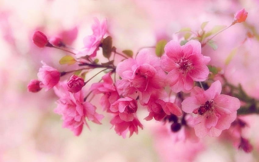 Ябълкови цветове, обичам четири сезона, розово, природа, цветя, пролет HD тапет
