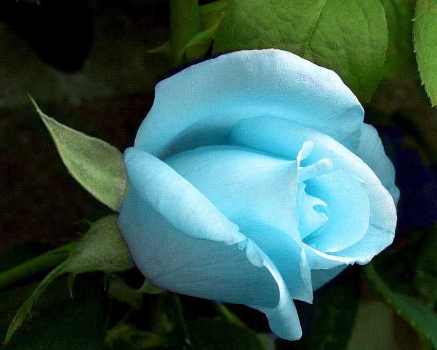 Blue Rose , Light Blue Roses HD wallpaper